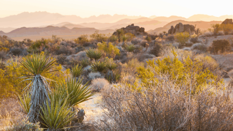 חופשה במדבר